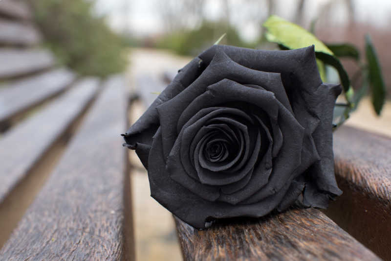 长椅上的黑色玫瑰