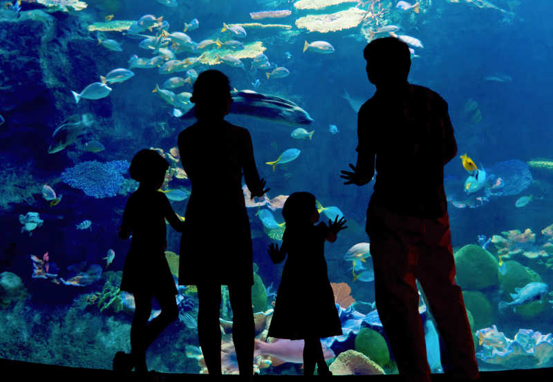 父母带着两个孩子参观水族馆