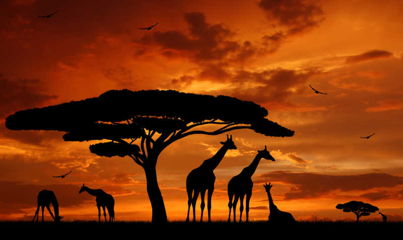 日落下的长颈鹿剪影