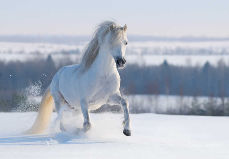 雪地里奔驰的白马