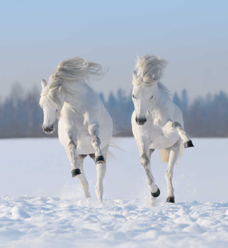 雪地里奔跑的两匹白马