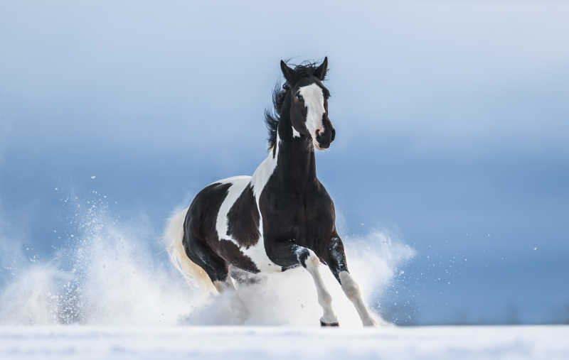 在雪地里奔跑的黑白马