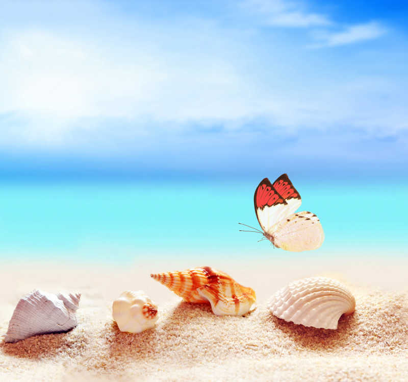 海滩上的贝壳和蝴蝶