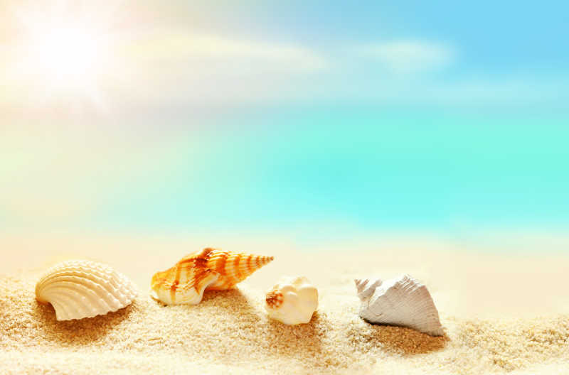 沙滩上不同种类的贝壳