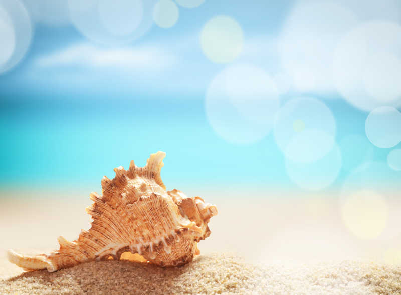 夏天海滩上的漂亮贝壳