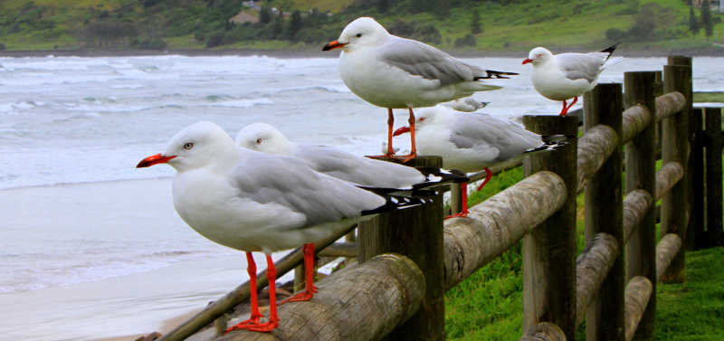  一群站在栏杆上的海鸥