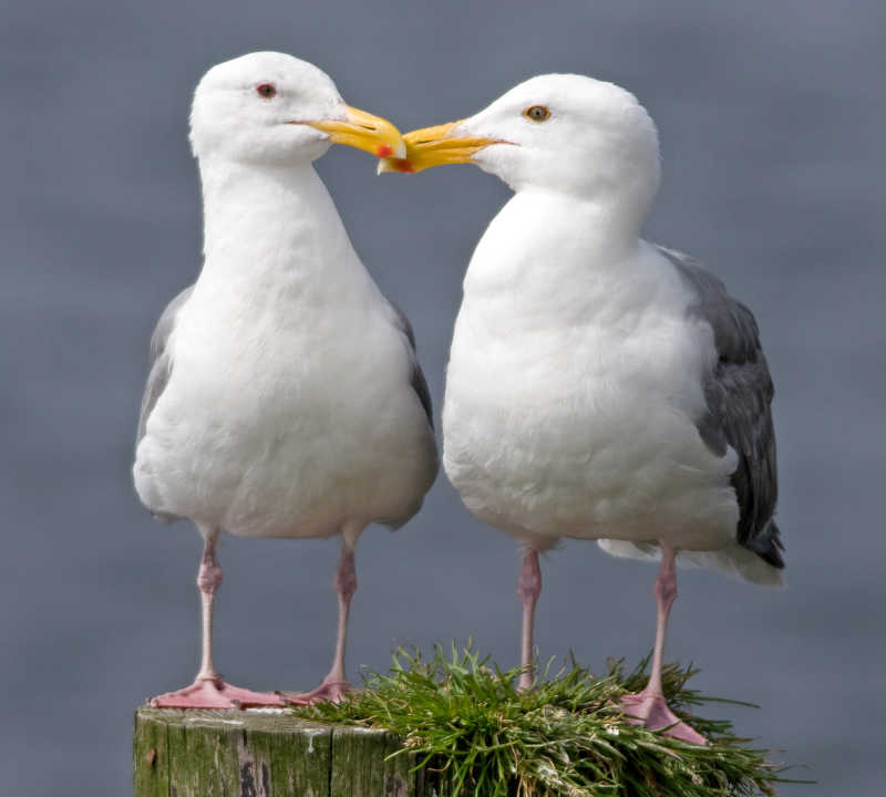 两只站在木桩上的海鸥
