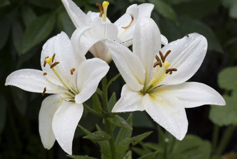 白色的百合花