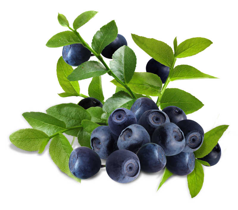 白色背景上的新鲜带叶蓝莓