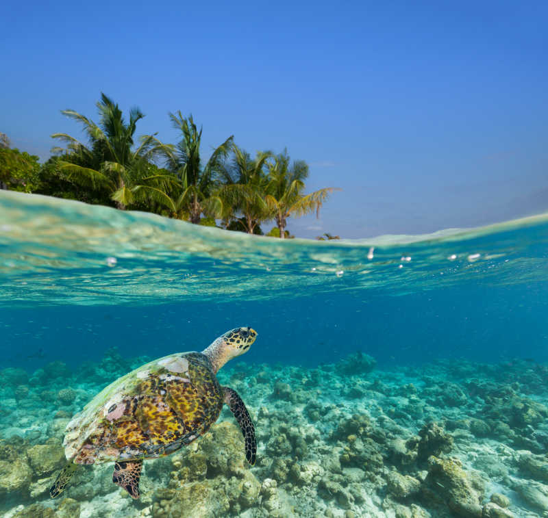 镜头里海面下游动的大海龟