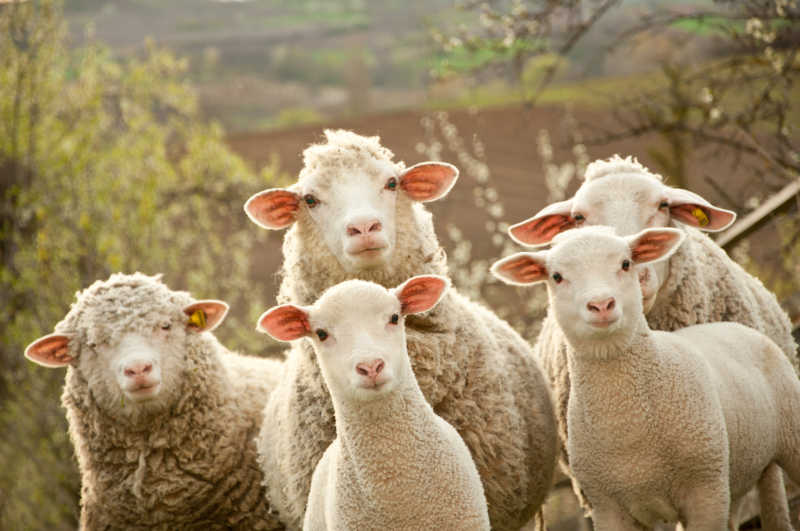农场里的一群绵羊