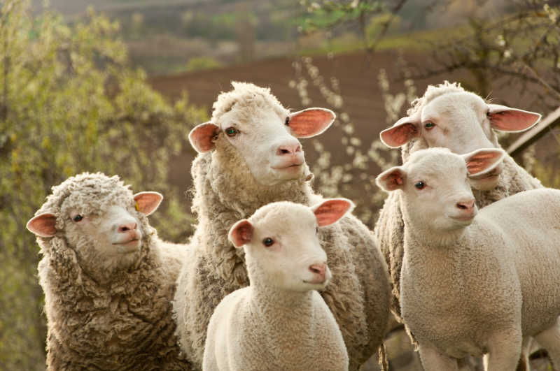 一起看向远方的可爱的绵羊群