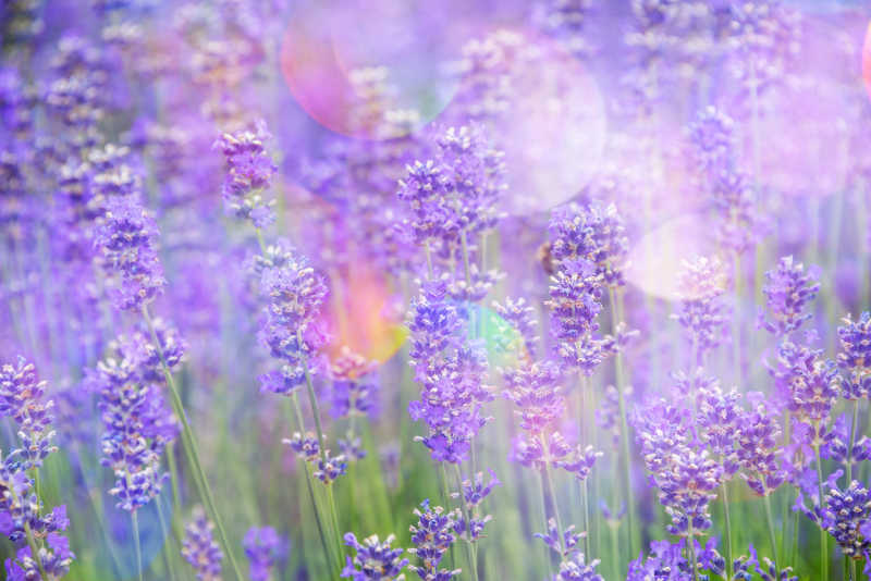 紫色的薰衣草田