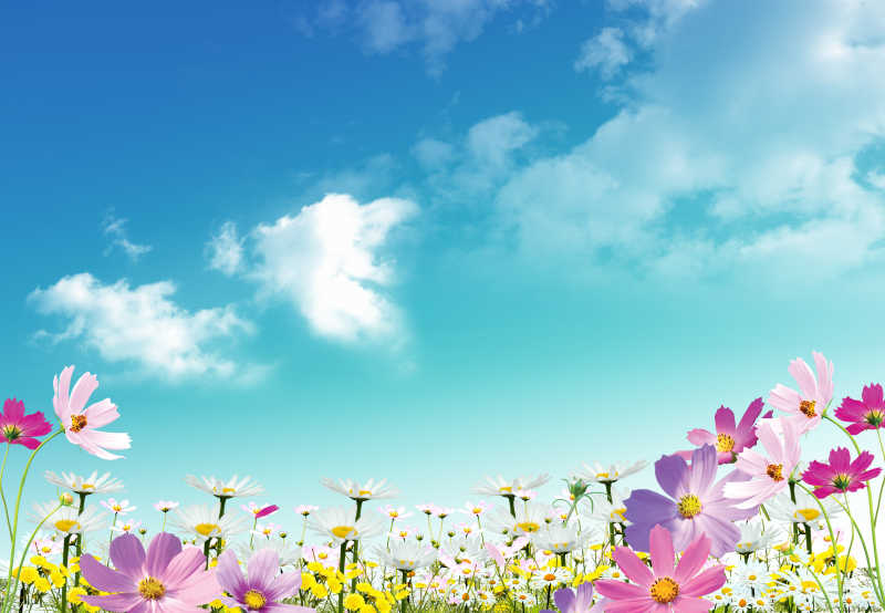 蓝天白云下各种颜色的花朵