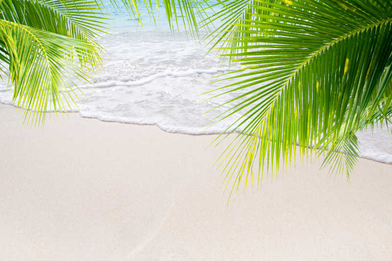 热带棕榈海滩