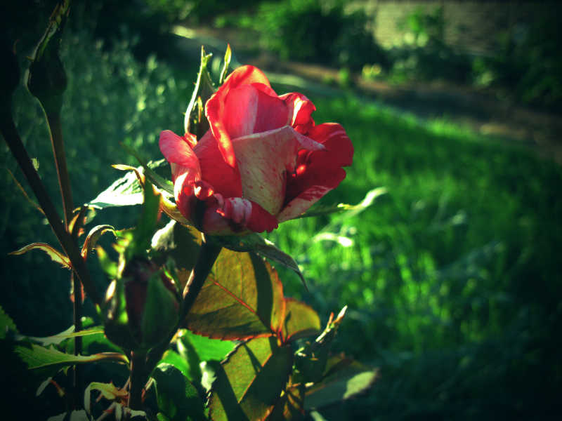 花园里娇艳的玫瑰