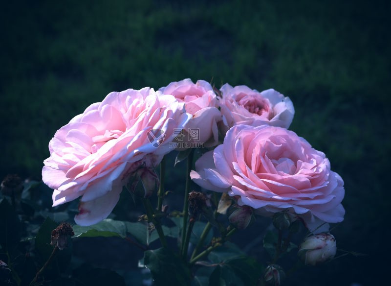 夜晚绽放的粉色玫瑰