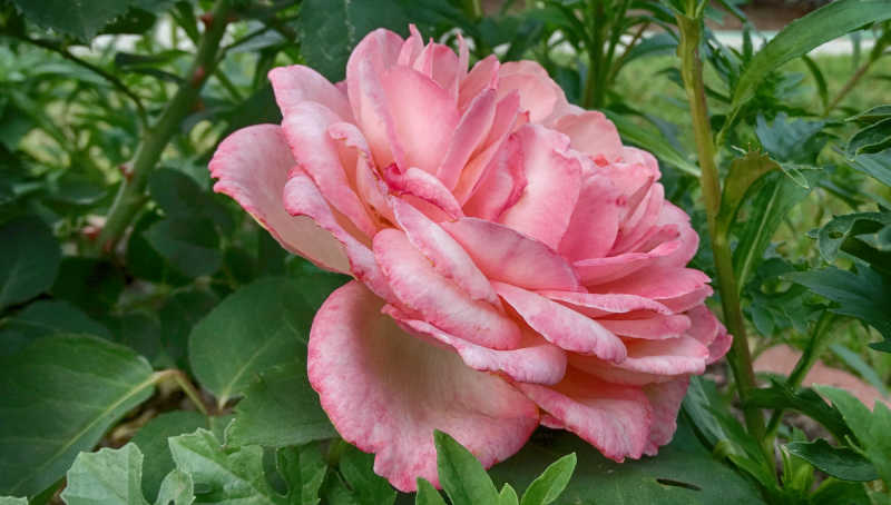 花园内绽放的美丽的玫瑰