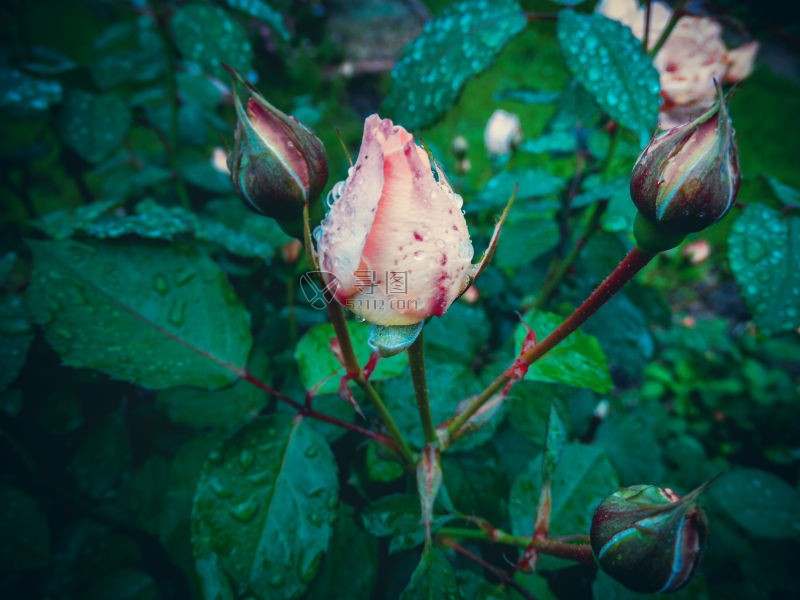 雨天过后花园里的玫瑰花苞