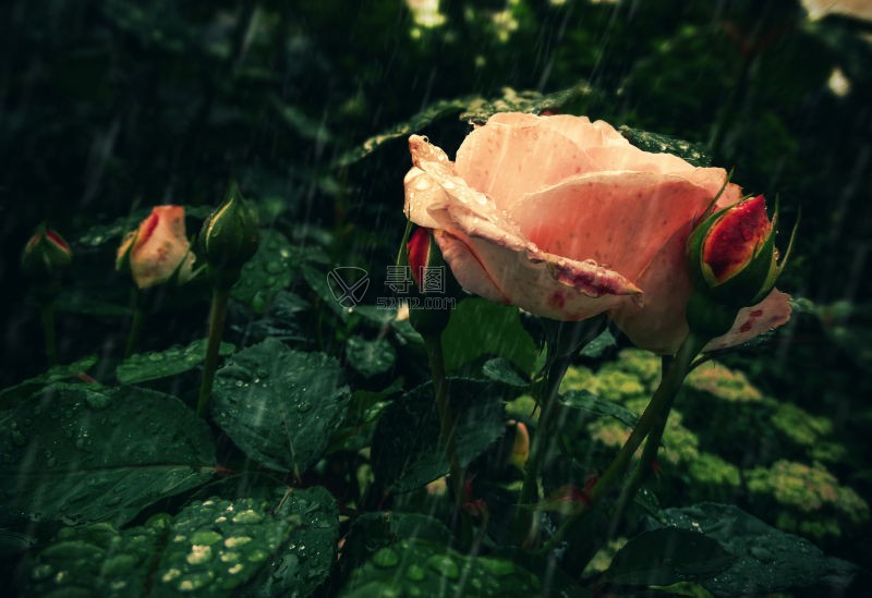 雨中的花园里的玫瑰