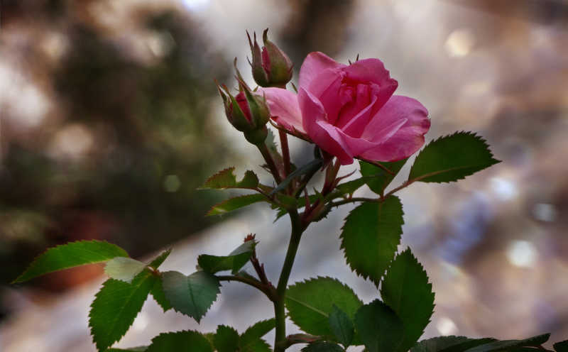 户外的一支玫瑰花枝