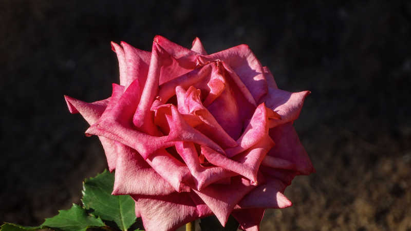 漂亮的绽放的粉红玫瑰