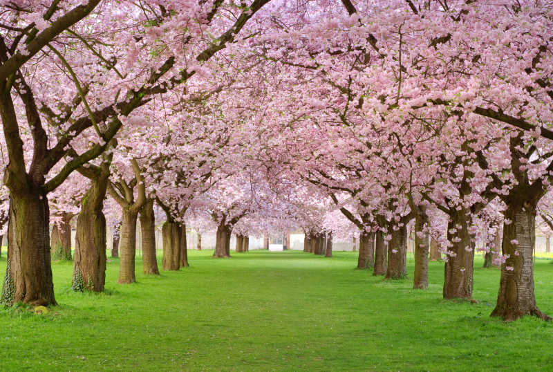 美丽的日本樱花大道