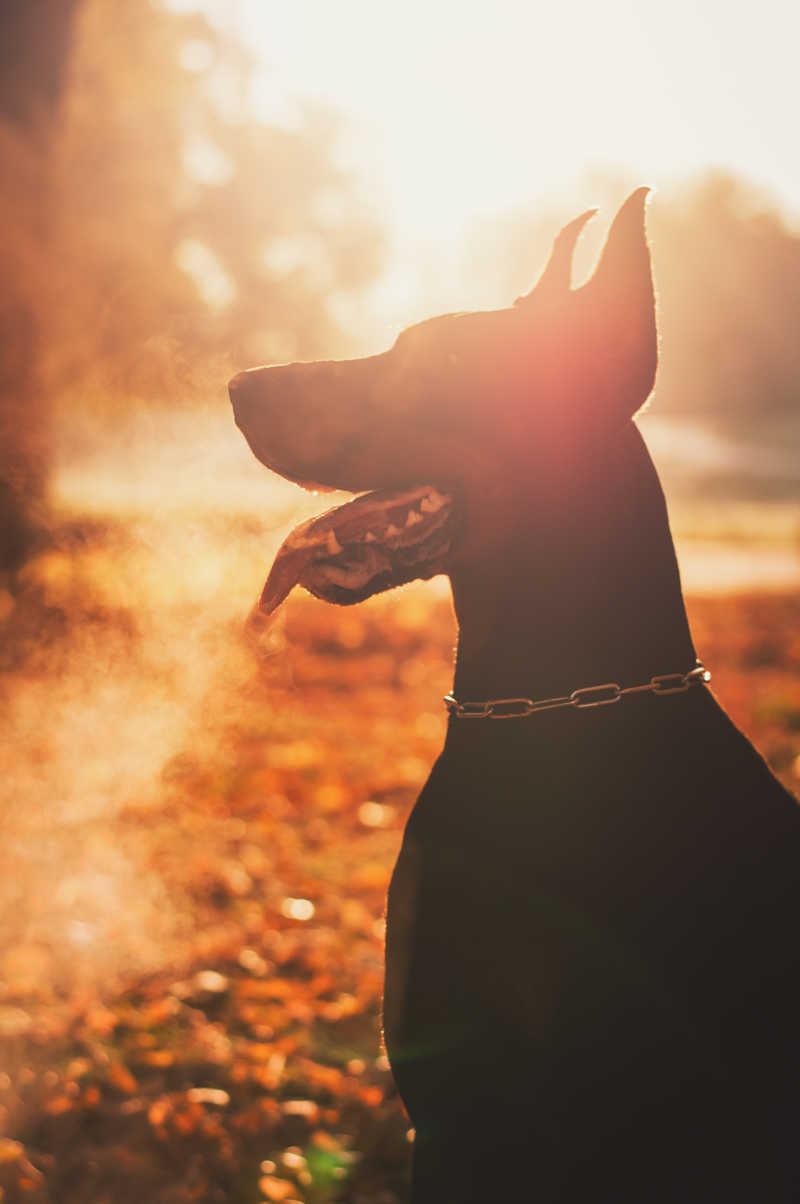 阳光下的帅气的黑色杜宾犬