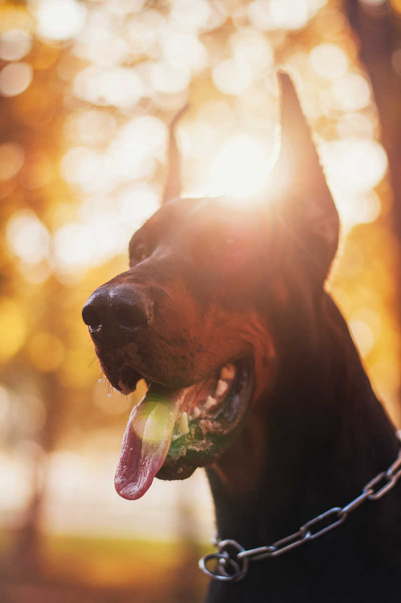 阳光下的雄性黑色杜宾犬