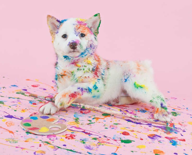 粉色背景上的全是颜料的白色小狗
