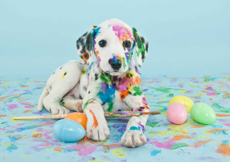 可爱的身上全是颜料的狗和气球