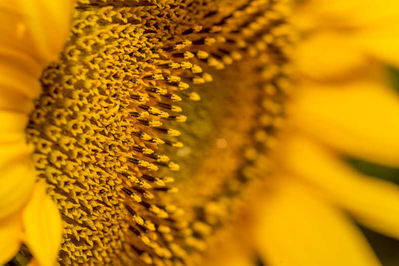 黄色的向日葵花蕊