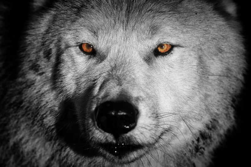 黑夜里的白狼