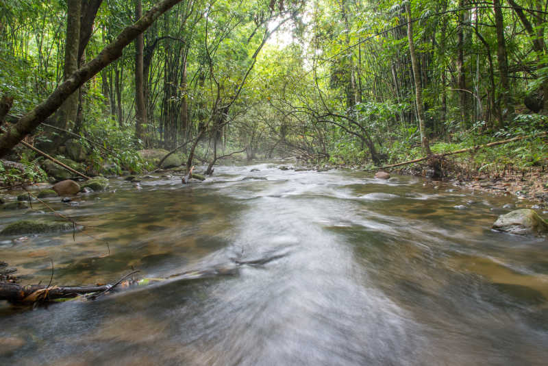 雨林深处的流动的溪水