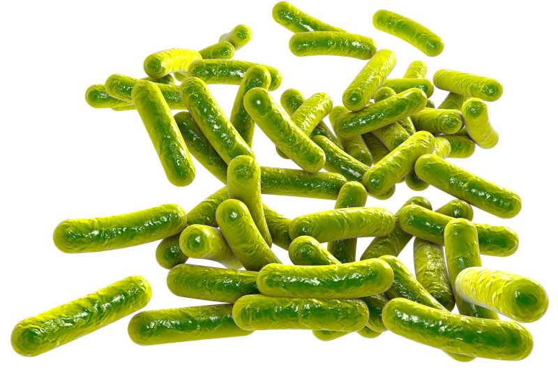 绿色杆状细菌