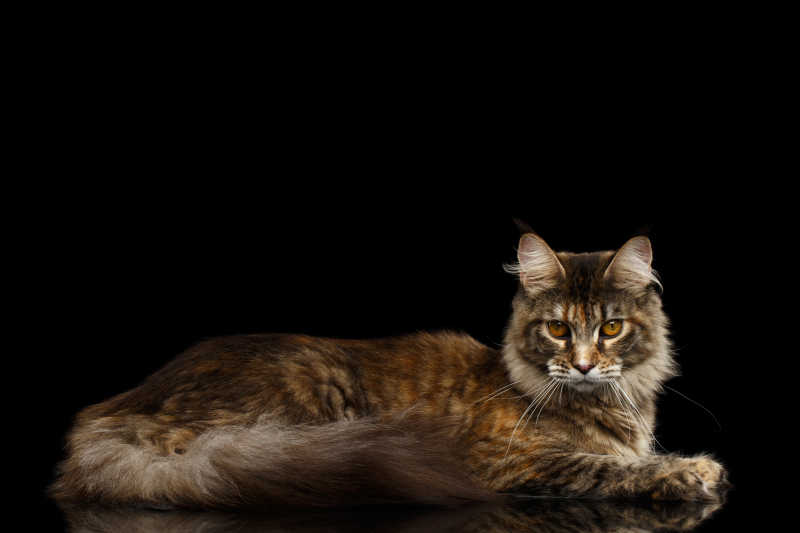 黑暗背景下可爱的缅因猫
