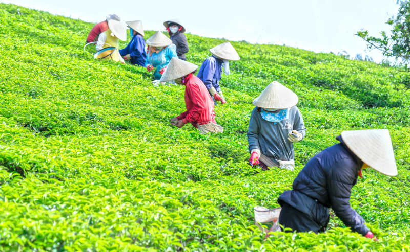 农民在种植园里采茶