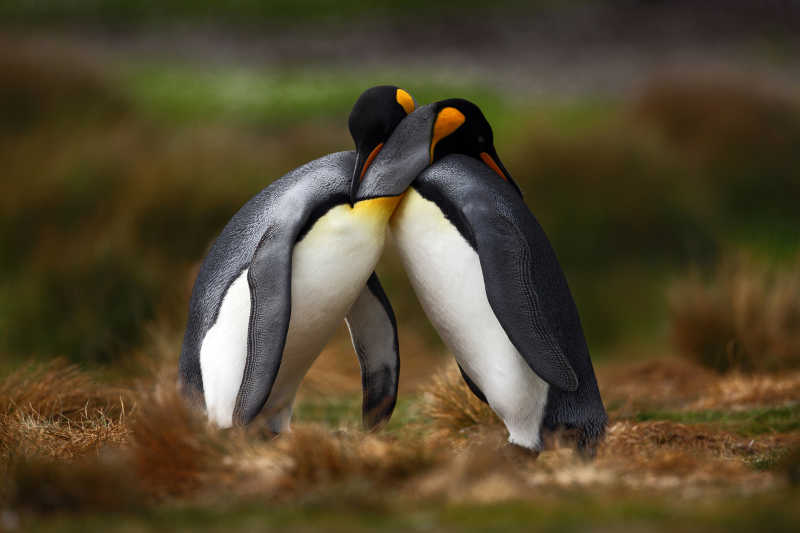 野外的相互依偎的企鹅夫妇