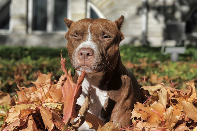 枯树叶当中的斗牛犬