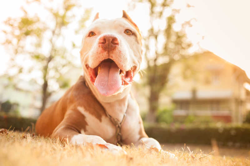 开心的斗牛犬