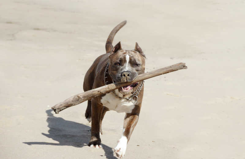 叼着木棍的斗牛犬