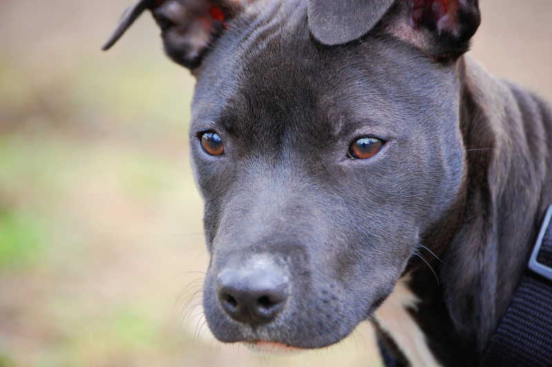 黑色的斗牛犬肖像