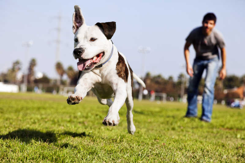 奔跑的斗牛犬