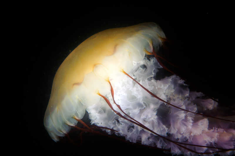 在黑暗中游泳的美丽的水母