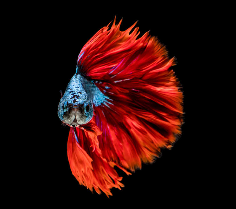 黑色背景下的美丽红色暹罗战斗鱼