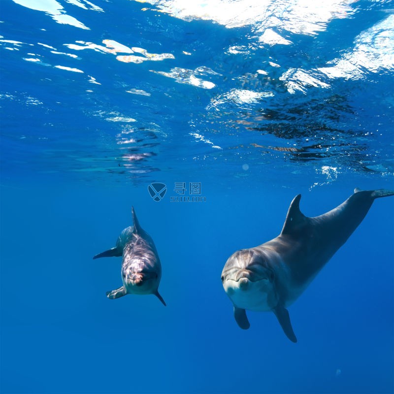 两只可爱漂亮的海豚