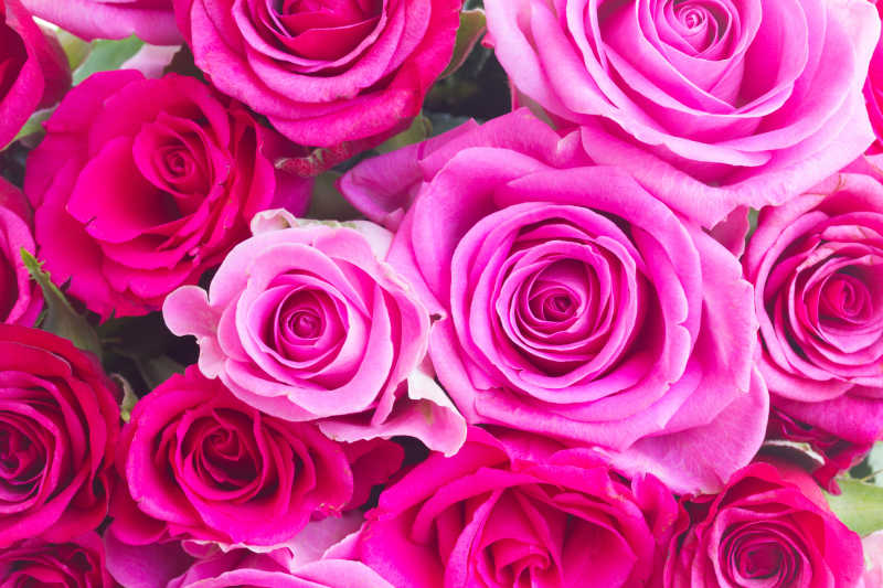 粉色和紫色玫瑰