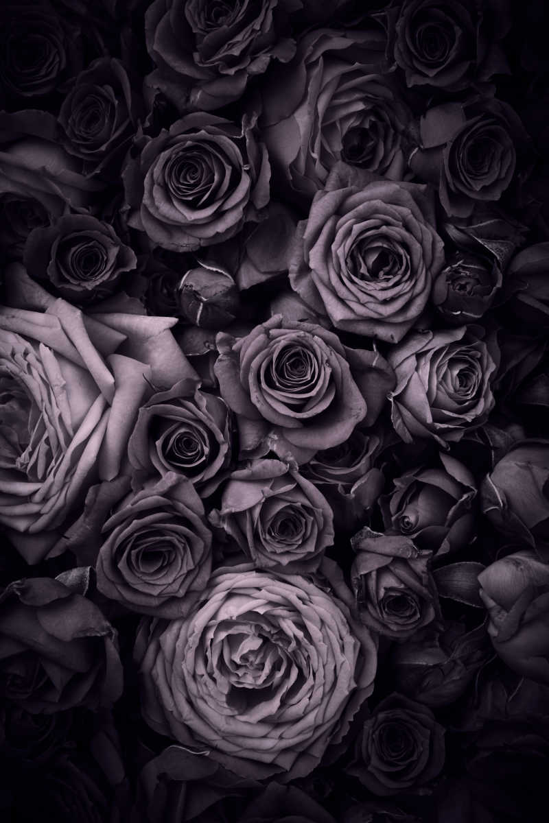 一堆玫瑰花灰色背景