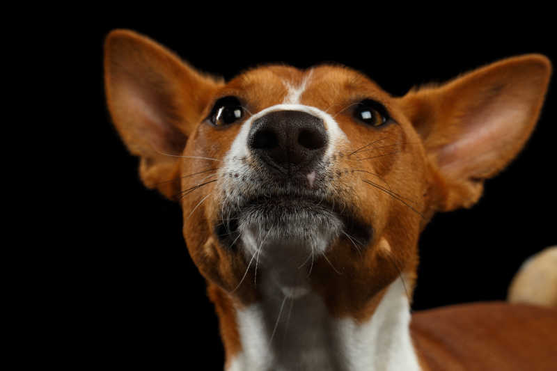 黑色背景下抬起鼻子的巴辛吉犬