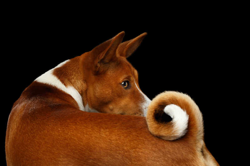 黑色背景下回头看钩尾巴的巴辛吉犬